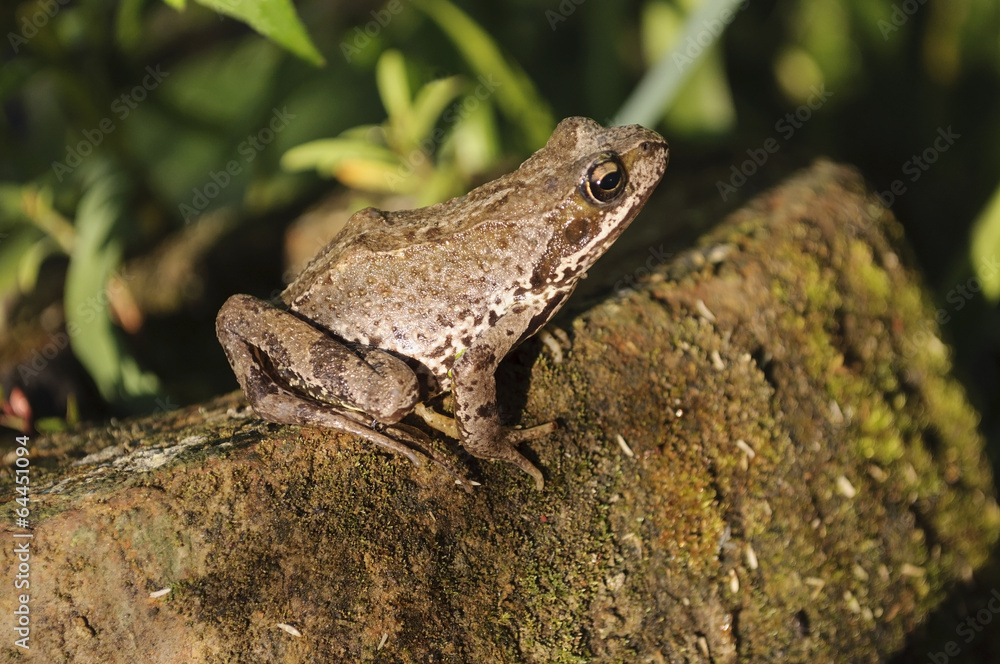 Fototapeta premium Frog sitting on a log
