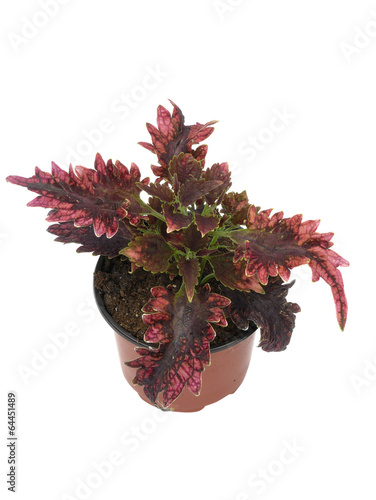 Konstfotografi coleus