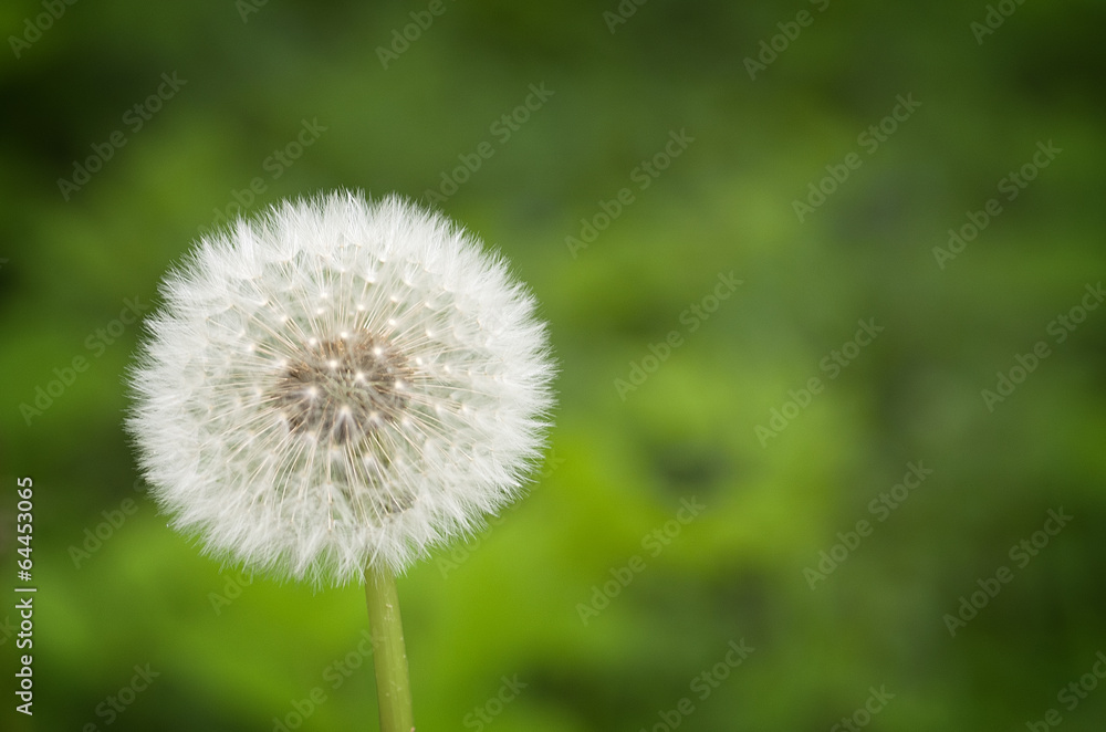 Dandelion on a natural green background Dandelion on a natural green background