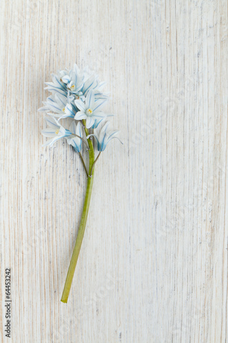 beautiful spring flowers on wooden surface