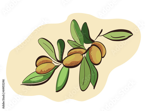 Argan fruits on branch
