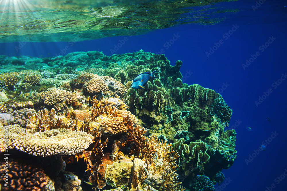 Obraz premium Fish underwater