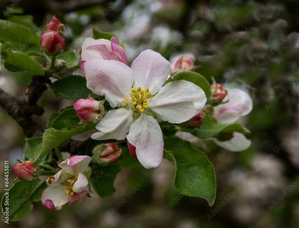 apple tree blossoming apple tree blossoming
