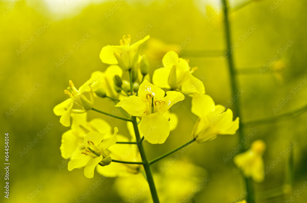 Flowering rapeseed field Flowering rapeseed field