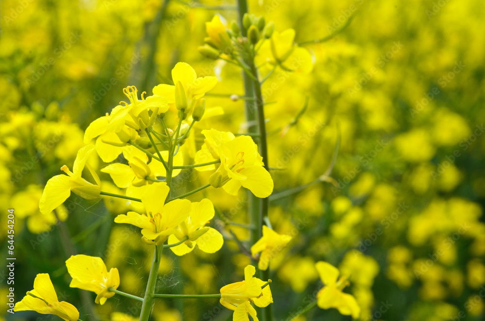 Flowering rapeseed field