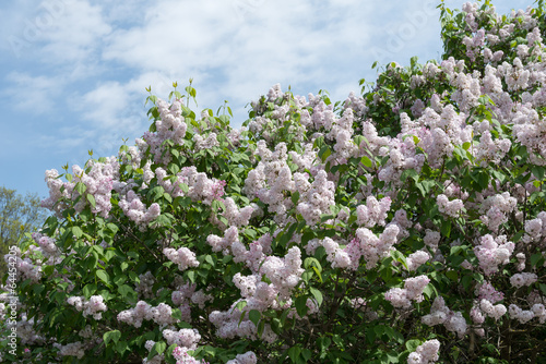 Lilac blossoms © aviavlad