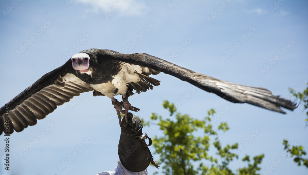 Obraz premium White-headed Vulture flying