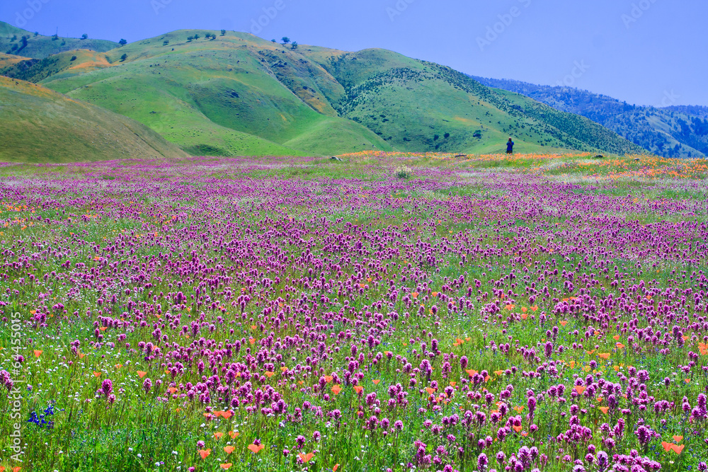 Wildflower field and spring mountain in ArvinCapital of wildflowers in Southern California