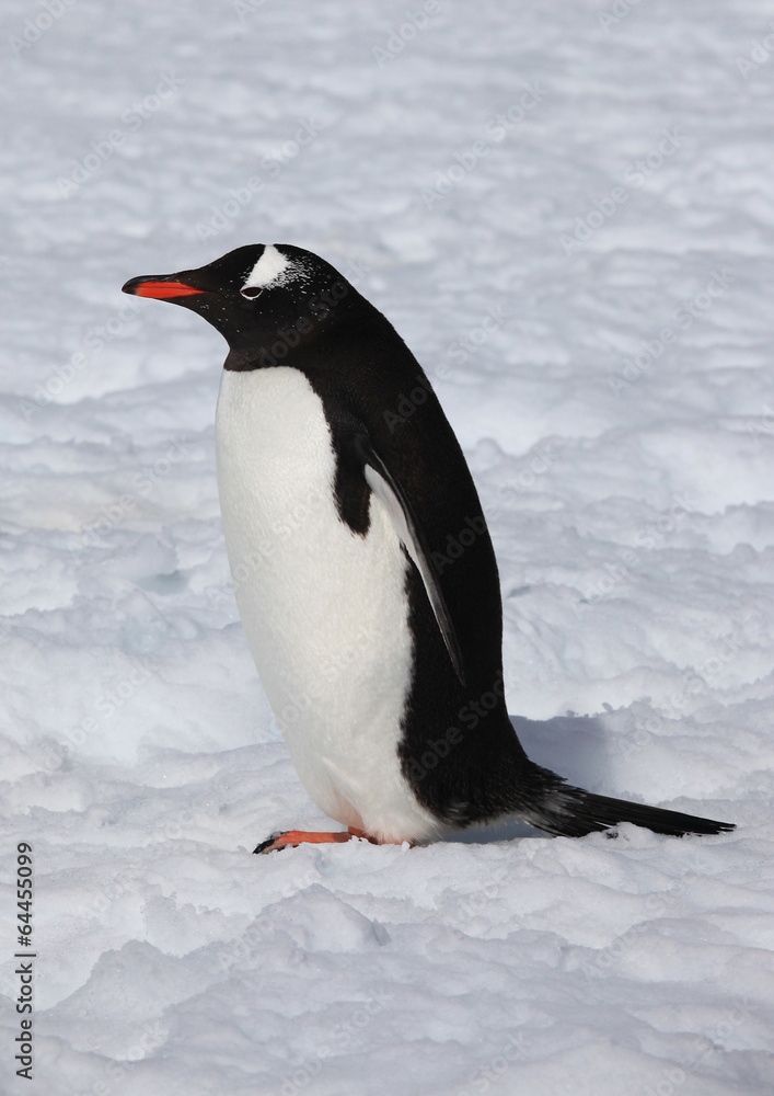 Naklejka premium Cute Gentoo penguin in Antarctica 