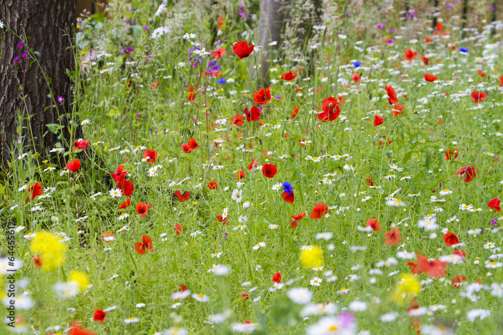 Fototapeta premium Wildflower meadow