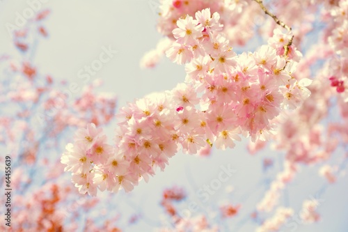 Frühling Grußkarte - rosa B...