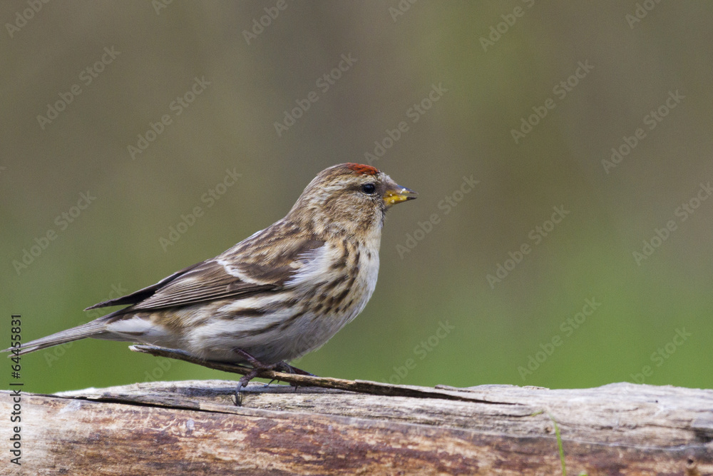 Redpoll (Carduelis flammea) Redpoll (Carduelis flammea)