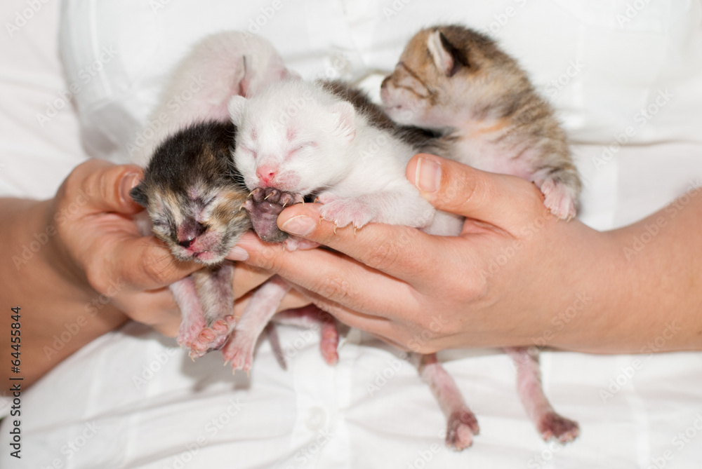 four baby cats in hands four baby cats in hands