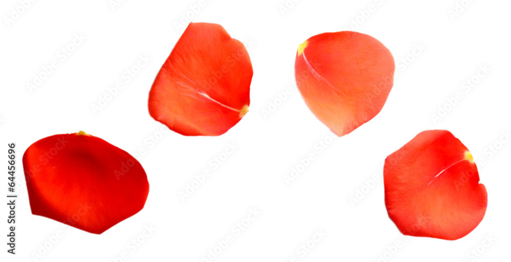 Fototapeta premium Beautiful red rose petals, isolated on white