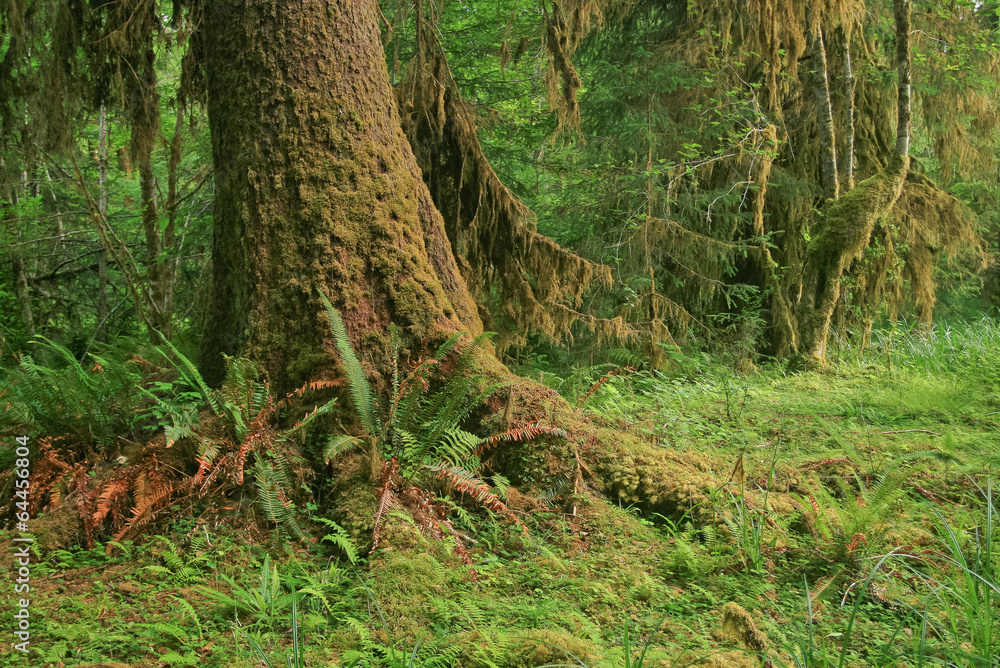 Hoh Rainforest in Olympic National Park, Washington State, USA Hoh Rainforest in Olympic National Park, Washington State, USA