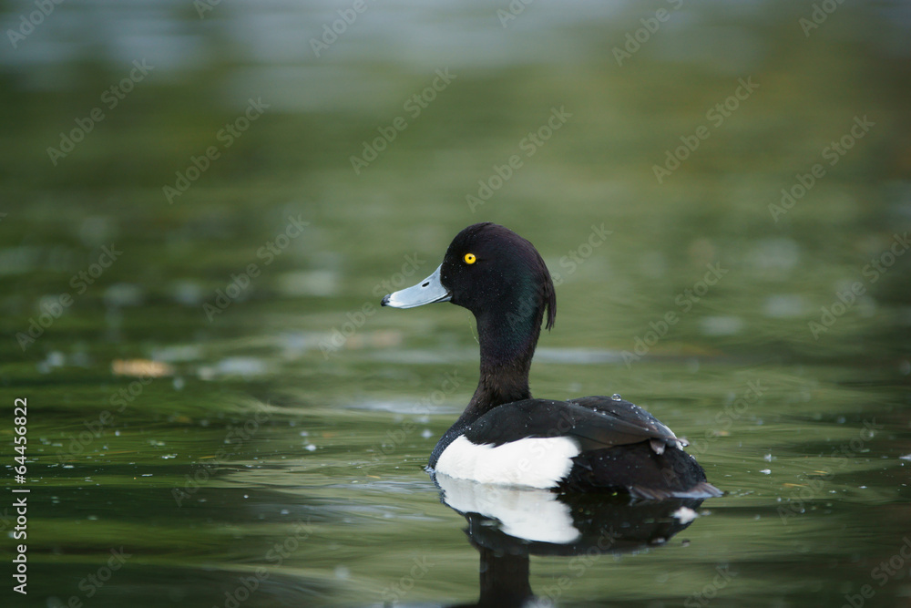 Obraz premium Greylag Goose
