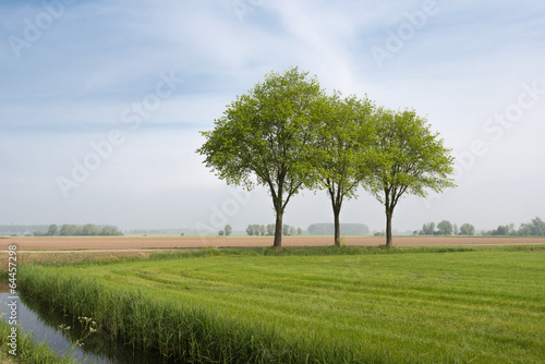 Lawn landscape with three trees