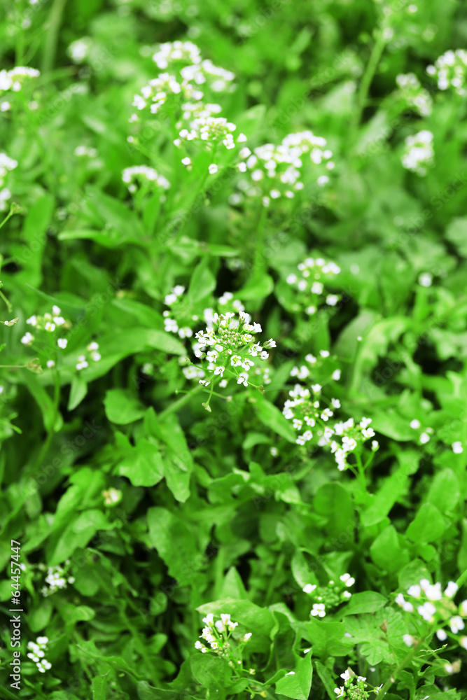 Beautiful spring grass outdoors Beautiful spring grass outdoors