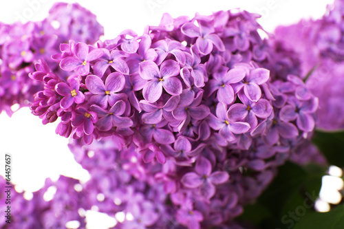 Beautiful lilac flowers close up