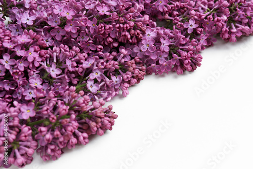 Beautiful lilac flowers isolated on white