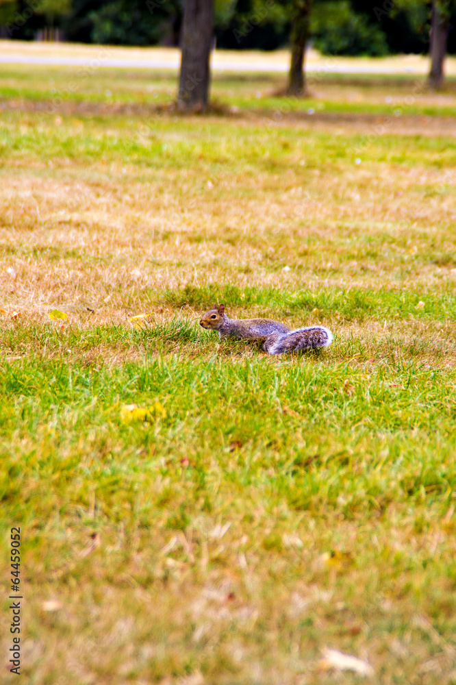 Cute squirrel on the lawn Cute squirrel on the lawn
