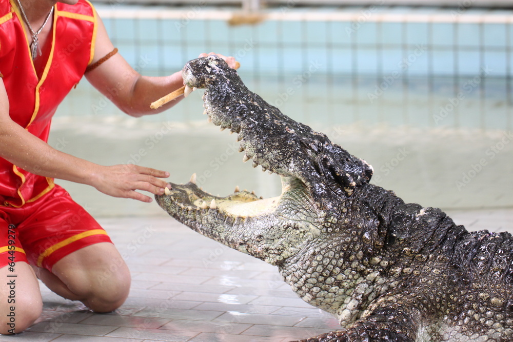 Obraz premium Show to catch crocodiles.