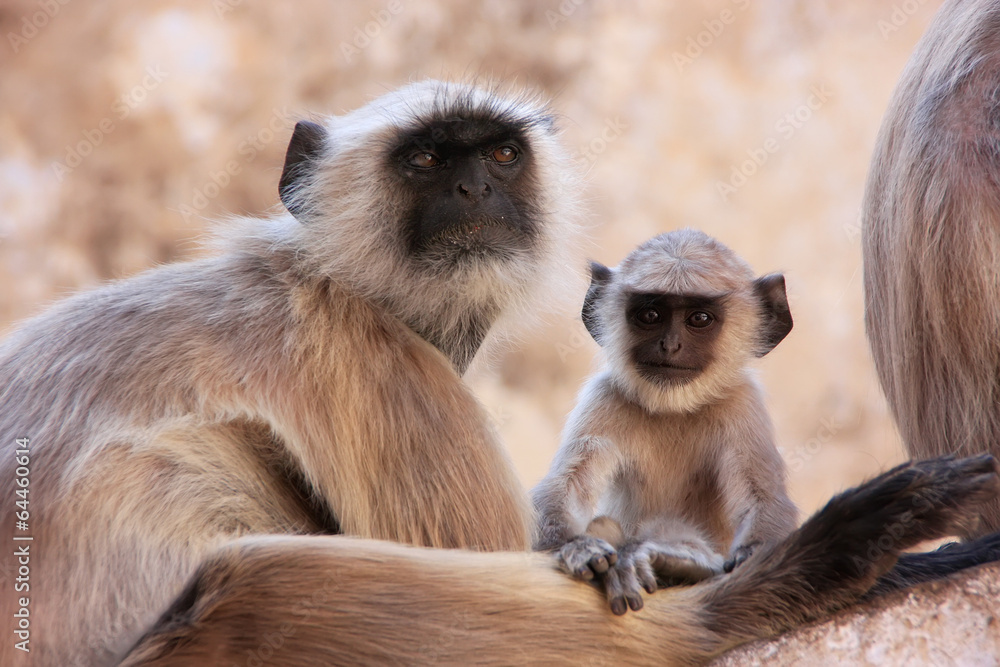 Gray langur with a baby sitting at the temple, Pushkar, India