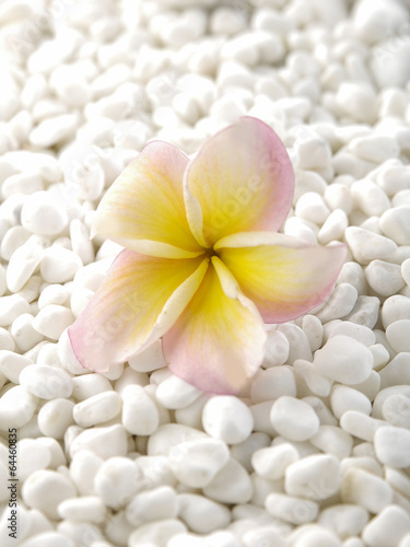 Pile of white stones with frangipani
