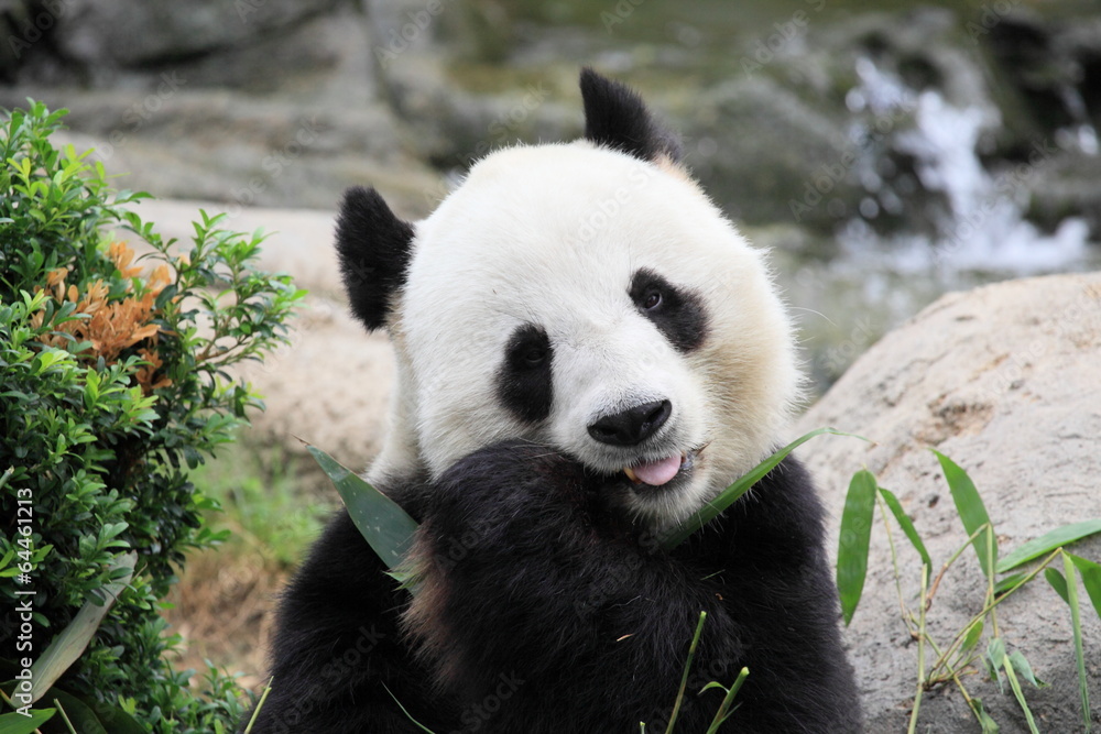 Obraz premium lovely giant panda eating bamboo leaves