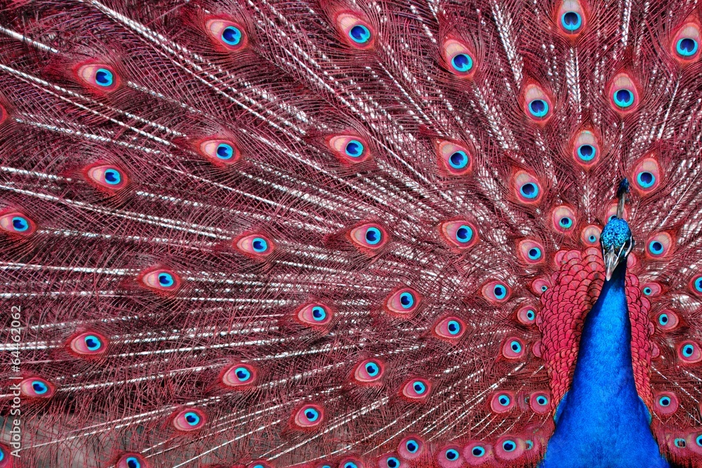 Fototapeta premium Peacock with Red Feathers