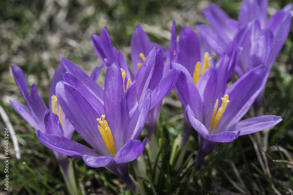 Blue crocus Blue crocus