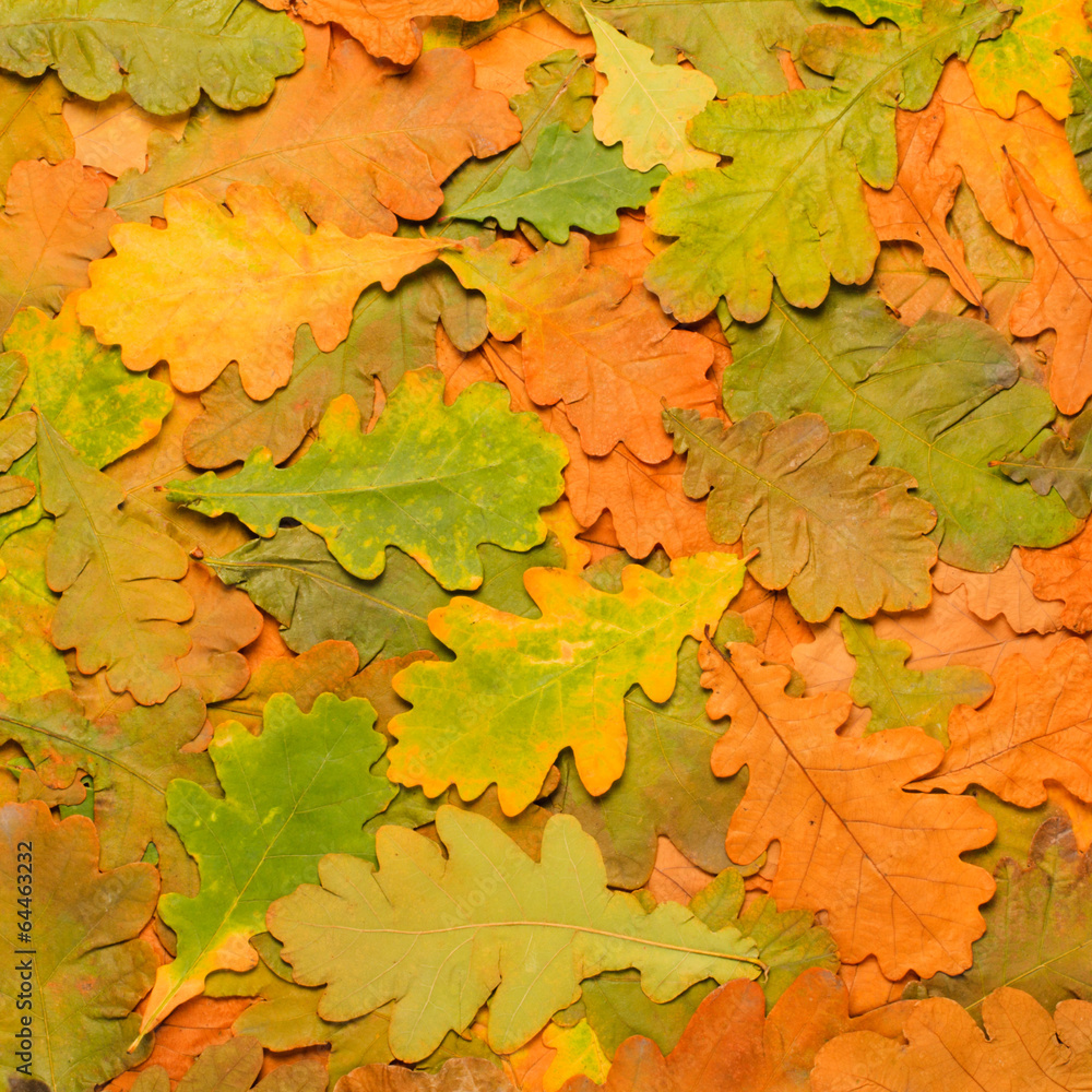 colorful background of fallen autumn leaves