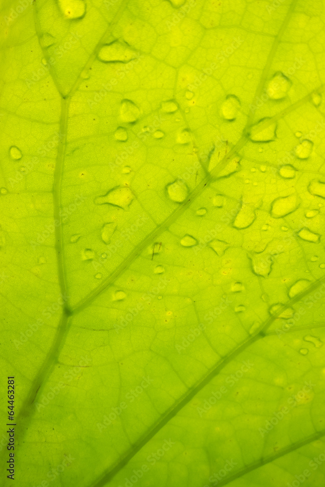 Obraz premium Green Leaf