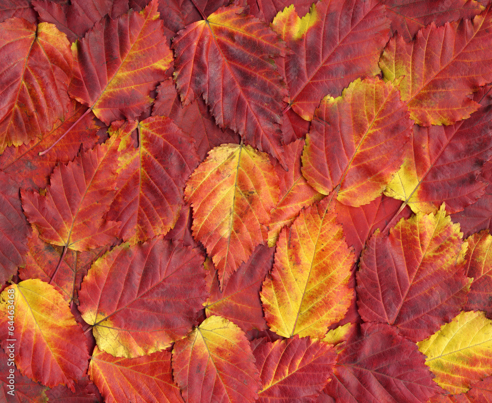 Colorful background of red autumn leaves.