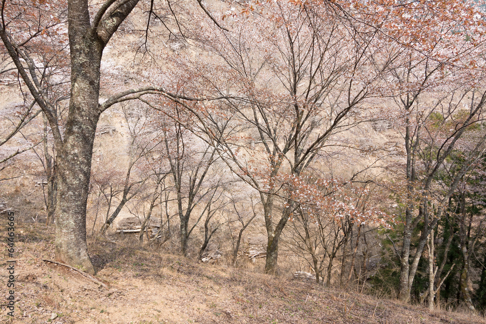 Cherry blossom scenery Cherry blossom scenery
