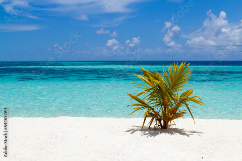 Little palm and beautiful beach,Maldives