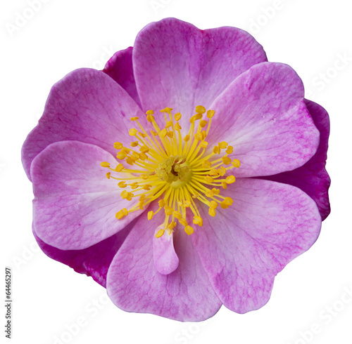 fleur églantier Rosa canina © Heddie Bennour