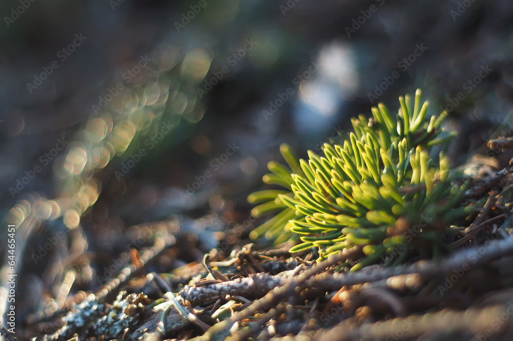 Fototapeta premium fur-tree branch in the forest