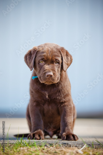Fototapeta Naklejka Na Ścianę i Meble -  adorable brown labrador retriever puppy
