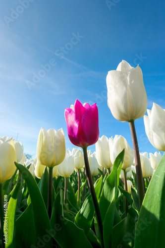 Tulips an fields in spring in the Netherlands. photo