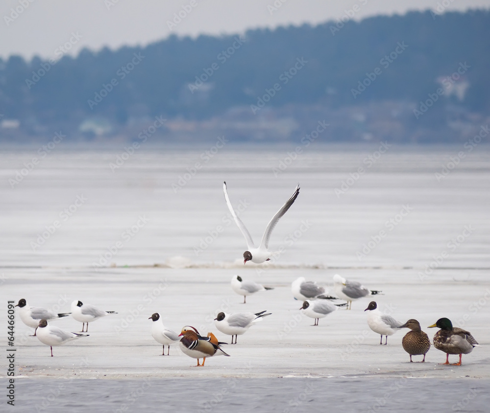 Fototapeta premium Mandarin duck with birds on the lake