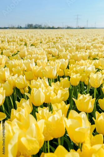 Tulips an fields in spring in the Netherlands. photo