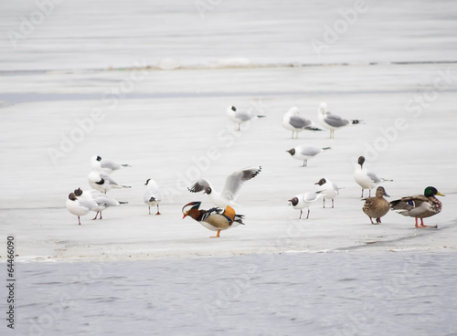 Mandarin duck with birds on the lake © enskanto