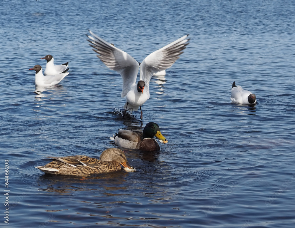Gulls and duck in fight for food Gulls and duck in fight for food