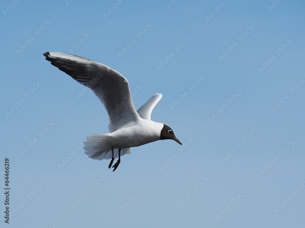 Obraz premium Gull on the lake