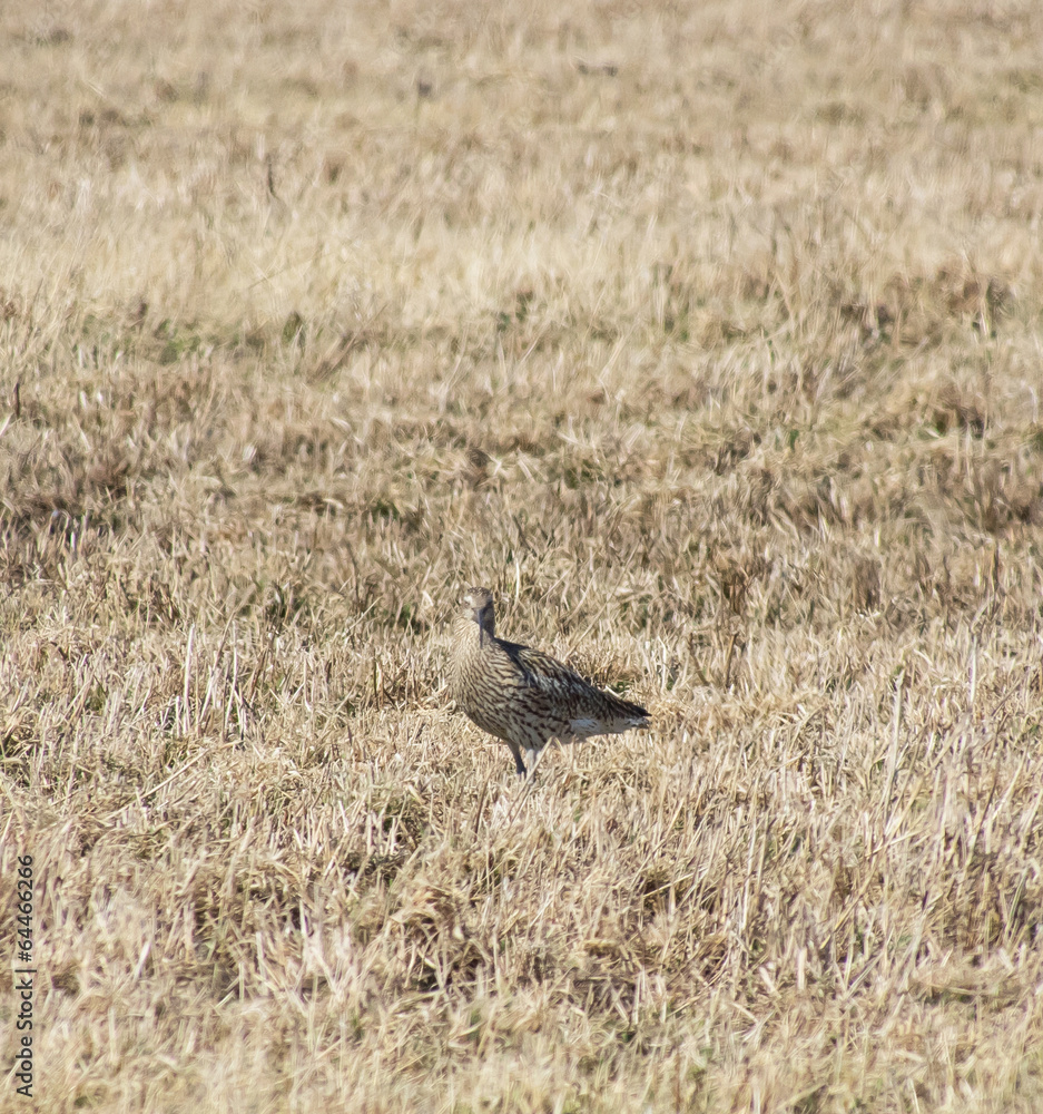 Obraz premium curlew