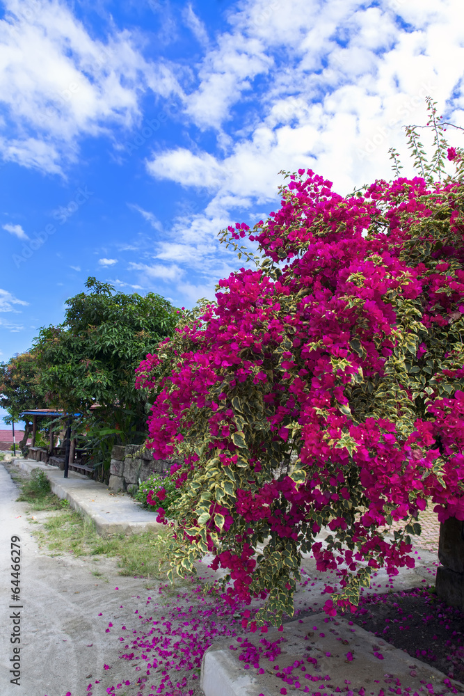 Streets of Samosir Island.