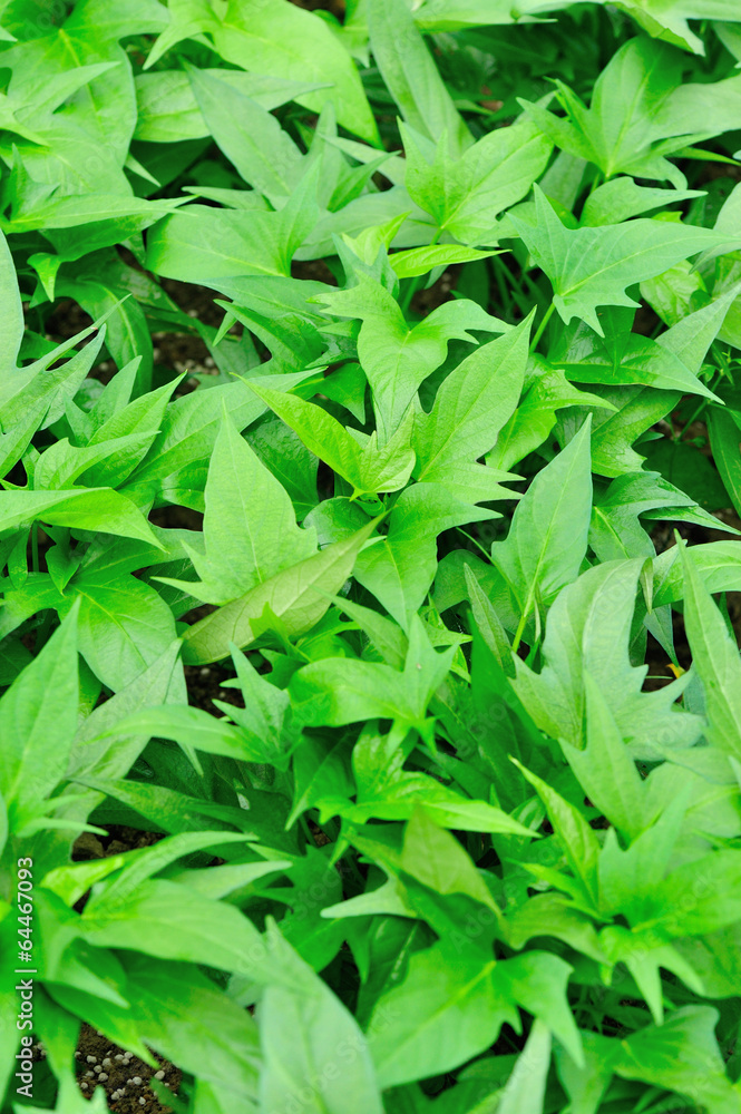 sweet potato crops grow in garden sweet potato crops grow in garden