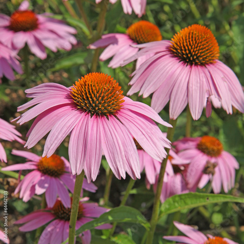 fleurs de rudbeckia