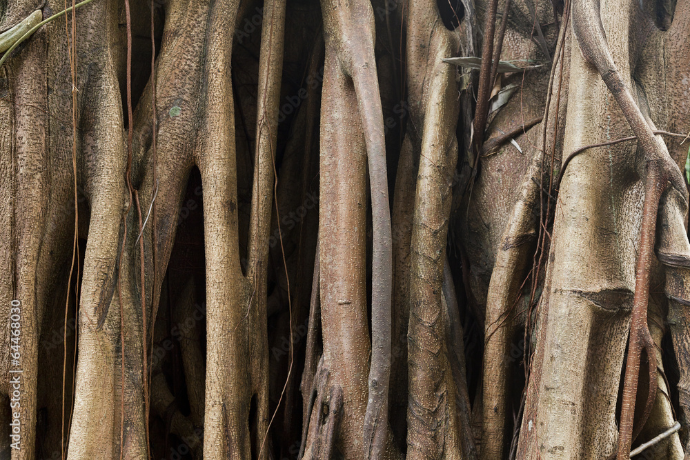 Closeup of banyan tree trunk roots with carvings Closeup of banyan tree trunk roots with carvings